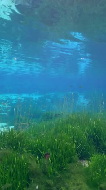 美国佛罗里达州水晶河国王湾的泉水 — 图库视频影像