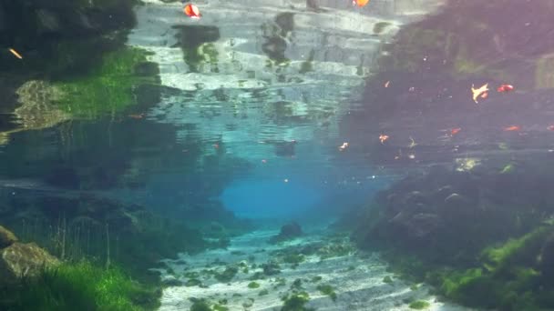 Vídeo Submarino Primavera King Bay Crystal River Florida Estados Unidos — Vídeos de Stock