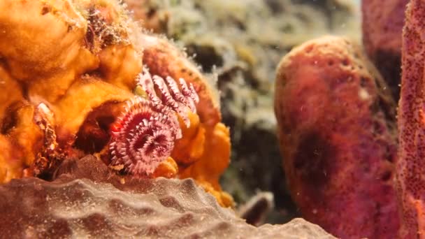 在加勒比海库拉索岛附近的珊瑚礁中 有一只圣诞树线虫正在靠近它 — 图库视频影像