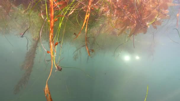 米国カリフォルニア州太平洋における海藻の海景 — ストック動画
