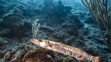 Karayip Denizi 'ndeki turkuaz su ve mercan resiflerindeki büyük barakuda sualtı manzarası
