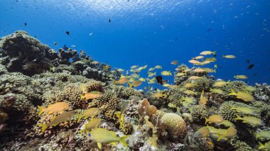 Karayip Denizi 'nin muhteşem mercan kayalıkları.