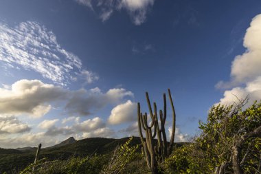 Karayipler 'deki bir adanın kıyı şeridinde manzara