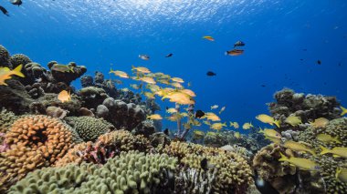Karayip Denizi 'nin muhteşem mercan kayalıkları.