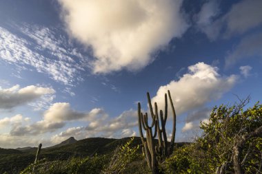 Karayipler 'deki bir adanın kıyı şeridinde manzara