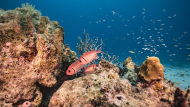 Karayip Denizi 'ndeki mercan resiflerinin turkuaz suları, balık, mercan ve süngerli Curacao.