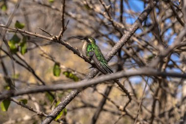 Dalda oturan yeşil kuş