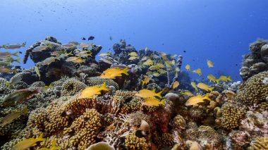 Karayip Denizi 'ndeki mercan resiflerinin turkuaz suları, balık, mercan ve süngerli Curacao.