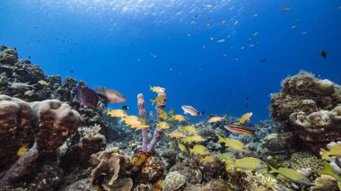 Karayip Denizi 'ndeki mercan resiflerinin turkuaz suları, balık, mercan ve süngerli Curacao.