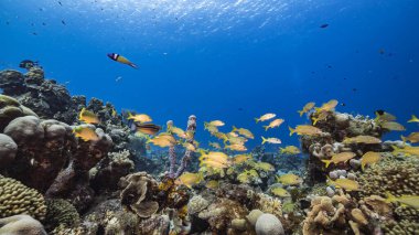 Karayip Denizi 'ndeki mercan resiflerinin turkuaz suları, balık, mercan ve süngerli Curacao.
