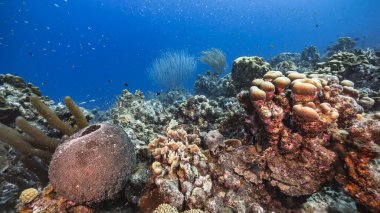 Karayip Denizi 'ndeki mercan resiflerinin turkuaz suları, balık, mercan ve süngerli Curacao.