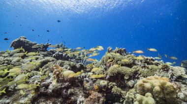 Karayip Denizi 'ndeki mercan resiflerinin turkuaz suları, balık, mercan ve süngerli Curacao.