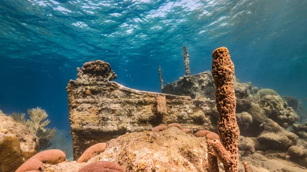 Naufragio Tugboat Aguas Poco Profundas Arrecife Coral Mar Caribe Con — Foto de Stock