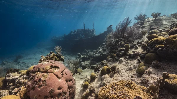 Schiffswrack Schlepper Flachen Wasser Des Korallenriffs Der Karibik Mit Curaçao — Stockfoto