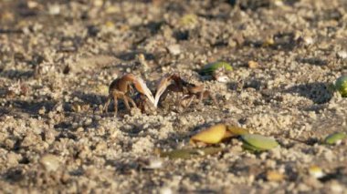 Vahşi yaşam: Kumlu zeminde yengeçler - Süper Yavaş Hareket