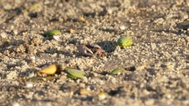 Vahşi yaşam: Kumlu zeminde yengeçler - Süper Yavaş Hareket
