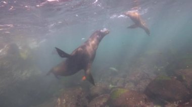 Pasifik Okyanusu, Kaliforniya, ABD 'deki Kaliforniya Deniz Aslanları sualtı videosu