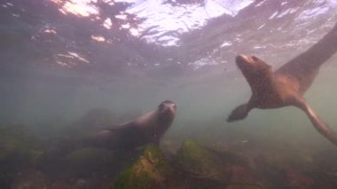 Pasifik Okyanusu, Kaliforniya, ABD 'deki Kaliforniya Deniz Aslanları sualtı videosu