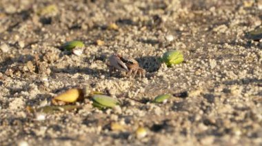 Vahşi yaşam: Kumlu zeminde yengeçler - Süper Yavaş Hareket
