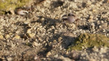 Vahşi yaşam: Kumlu zeminde yengeçler - Süper Yavaş Hareket