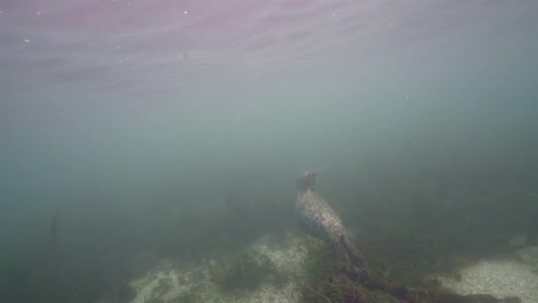 Onderwatervideo Van Harbor Seal Pacific Ocean California Verenigde Staten — Stockvideo