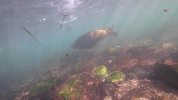 Kaliforniya Deniz Aslanı Nın Pasifik Okyanusu Kaliforniya Daki Sualtı Videosu — Stok video