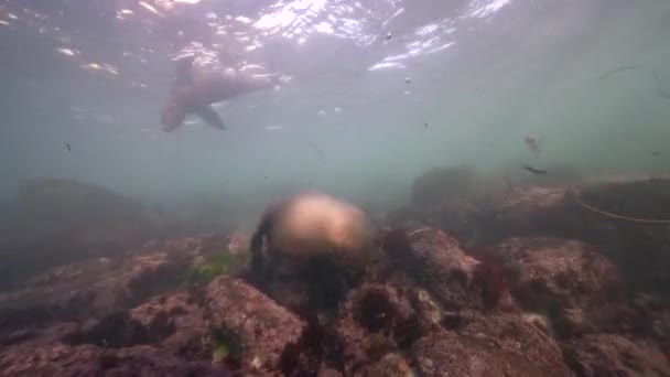 Pasifik Okyanusu Kaliforniya Abd Deki Kaliforniya Deniz Aslanları Sualtı Videosu — Stok video