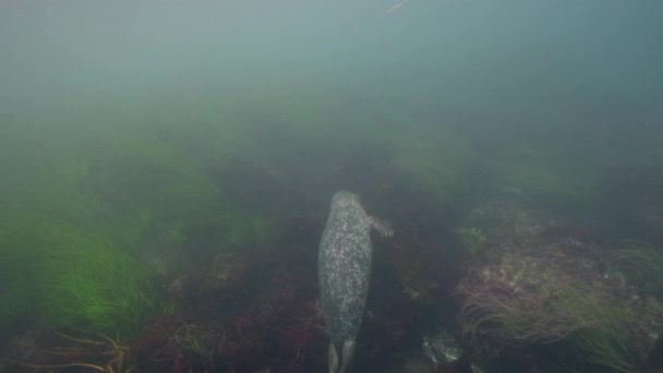 Underwater Video Harbor Seal Pacific Ocean California United States — Stock Video