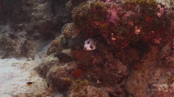 Морський Пейзаж Коралом Губкою Рибою Кораловому Рифі Карибського Моря Кюрасао — стокове відео