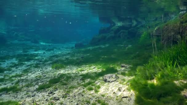 Underwater Video Spring King Bay Crystal River Floryda Stany Zjednoczone — Wideo stockowe