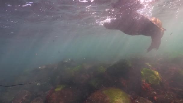 Подводное Видео Калифорнийских Морских Львов Тихом Океане Калифорния Сша — стоковое видео