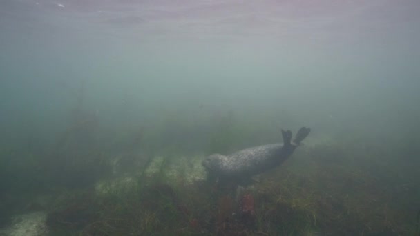 Vídeo Subaquático Harbor Seal Oceano Pacífico Califórnia Estados Unidos — Vídeo de Stock