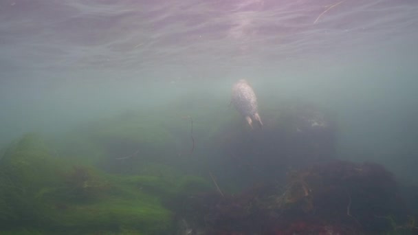 カリフォルニア州太平洋のハーバーシールの水中ビデオ — ストック動画