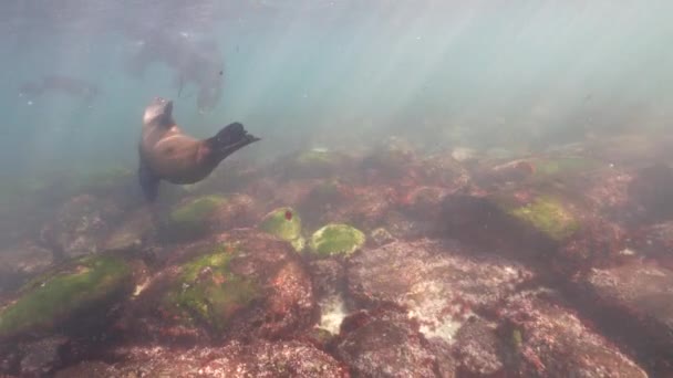 Video Underwater Dari California Sea Lions Pacific Ocean California Amerika — Stok Video