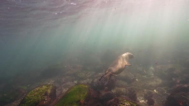 Kaliforniya Deniz Aslanı Nın Pasifik Okyanusu Kaliforniya Daki Sualtı Videosu — Stok video