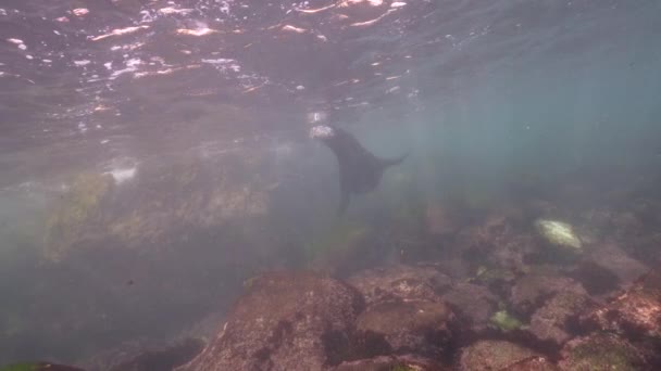 Υποβρύχια Βίντεο Του California Sea Lion Στον Ειρηνικό Ωκεανό Καλιφόρνια — Αρχείο Βίντεο