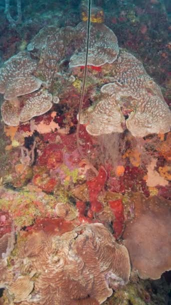 Θαλάσσιο Τοπίο Κοράλλι Σφουγγάρι Και Ψάρια Στον Κοραλλιογενή Ύφαλο Της — Αρχείο Βίντεο
