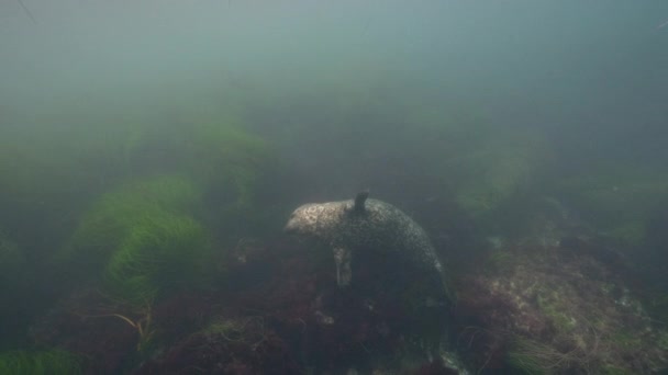 Underwater Video Harbor Seal Pacific Ocean California United States — Stock Video
