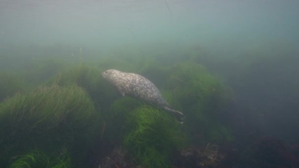 Podwodne Wideo Harbor Seal Pacific Ocean Kalifornia Stany Zjednoczone Ameryki — Wideo stockowe