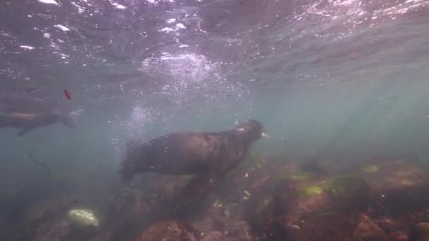 Vidéo Sous Marine Des Otaries Californie Dans Océan Pacifique Californie — Video