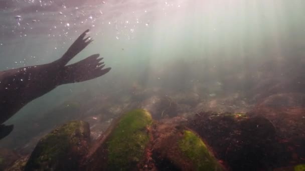 Υποβρύχια Βίντεο Του California Sea Lion Στον Ειρηνικό Ωκεανό Καλιφόρνια — Αρχείο Βίντεο