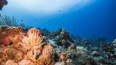Karayip Denizi 'ndeki mercan resiflerinin turkuaz suları, balık, mercan ve süngerli Curacao.