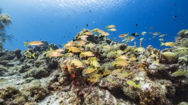 Karayip Denizi 'ndeki mercan resiflerinin turkuaz suları, balık, mercan ve süngerli Curacao.