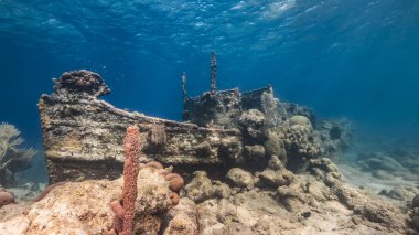 Karayip Denizi 'ndeki mercan resiflerinin sığ sularında Curacao bayrağı, yüzeye ve güneş ışınlarına bakan gemi enkazı.
