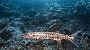 Karayip Denizi 'ndeki turkuaz su ve mercan resiflerindeki büyük barakuda sualtı manzarası