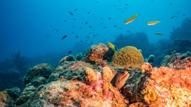 Karayip Denizi 'ndeki mercan resiflerinin turkuaz suları, balık, mercan ve süngerli Curacao.