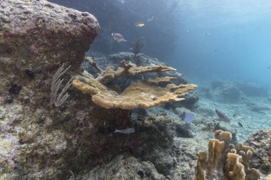 Karayip Denizi 'nin mercan kayalıklarında deniz burnu ve sünger, Curacao