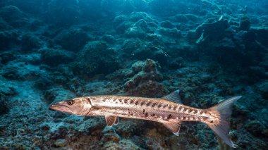 Karayip Denizi 'ndeki turkuaz su ve mercan resiflerindeki büyük barakuda sualtı manzarası