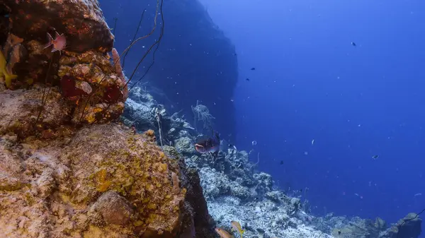 Capa Marinha Água Turquesa Recifes Coral Mar Caribe Curaçao Com — Fotografia de Stock