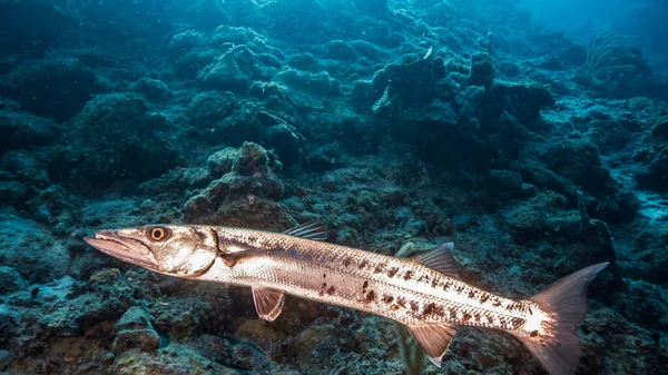 Karayip Denizi 'ndeki turkuaz su ve mercan resiflerindeki büyük barakuda sualtı manzarası